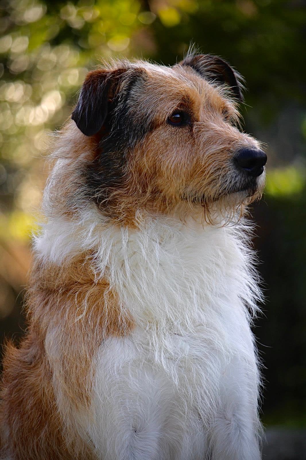 Bill, um dos cães da casa